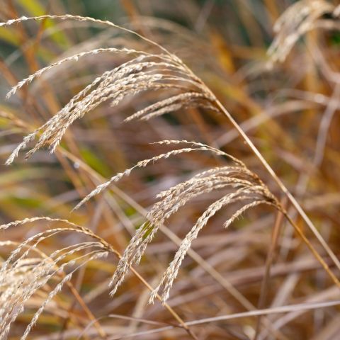 Miscanthus Purpurascens Perennial Hero