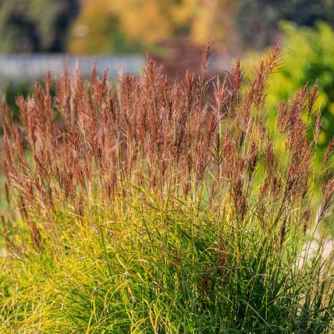 Miscanthus Red Tower p9 grass hero
