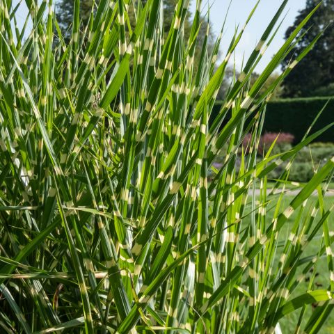 Miscanthus Strictus Perennial Hero