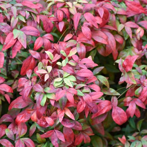 Nandina dom. 'Pretty Flamingo' hero