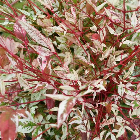 Nandina domestica 'Twilight' - 2L Pot