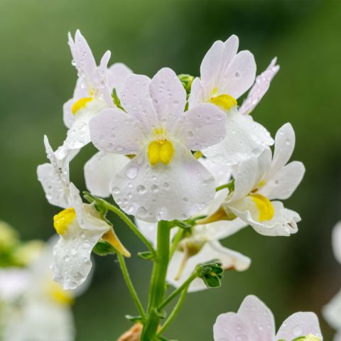 Nemesia Wisley Vanilla - 2L Pot shrub hero