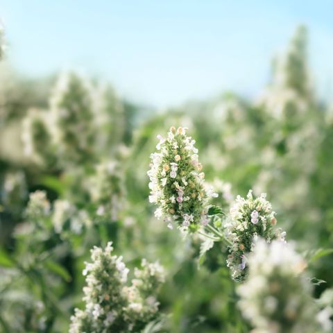 Nepeta Faassenii Alba Perennial Hero