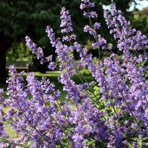 Nepeta Faassenii Perennial Hero