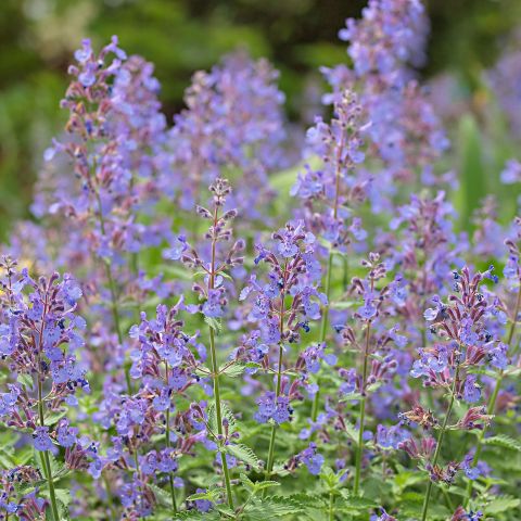 Nepeta Faassenii Senior Perennial Hero