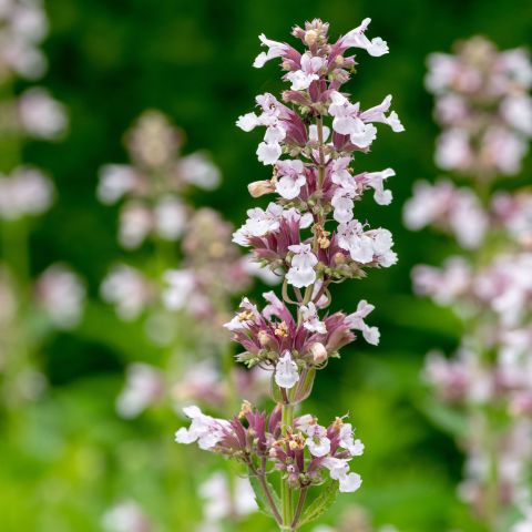 Nepeta Grandiflora Dawn To Dusk Perennial Hero