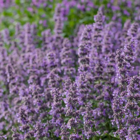 Nepeta Grandiflora Summer Magic Perennial Hero