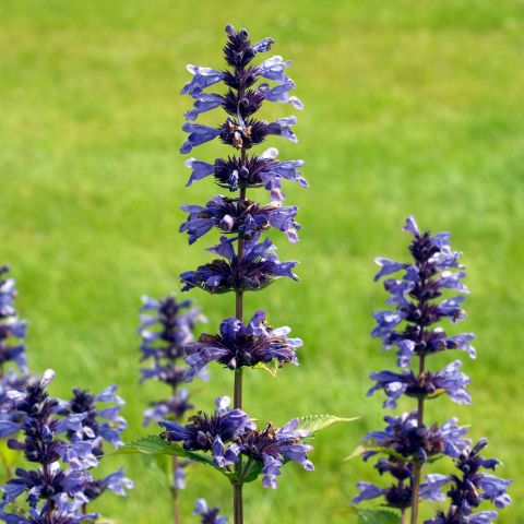 Nepeta Kubanica Perennial Hero