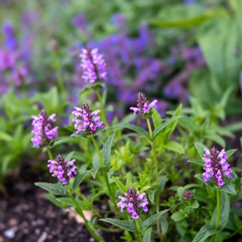 Nepeta Nervosa Neptune Perennial Hero