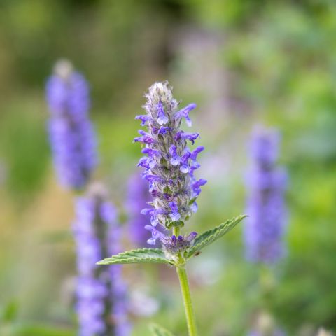 Nepeta Nervosa Perennial Hero