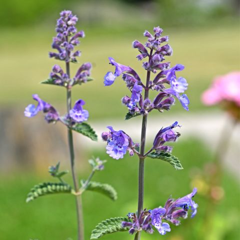 Nepeta faassenii 'Purrsian Blue' - 9cm Pot Hero