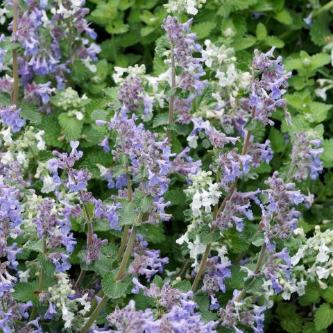 Nepeta Racemosa Amelia Perennial Hero