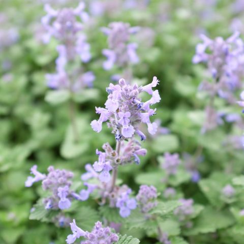 Nepeta Racemosa Little Titch Perennial Hero