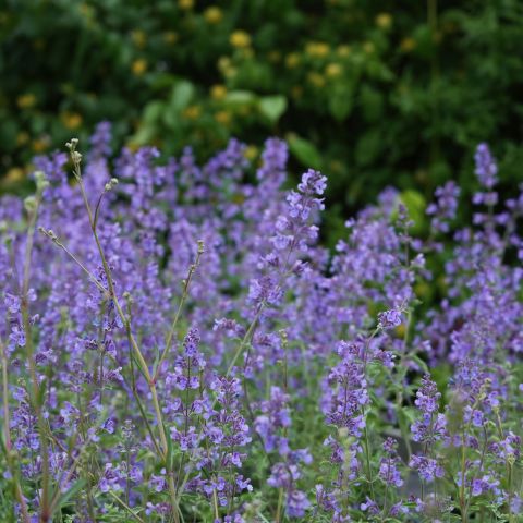 Nepeta Racemosa Walkers Low Perennial Hero