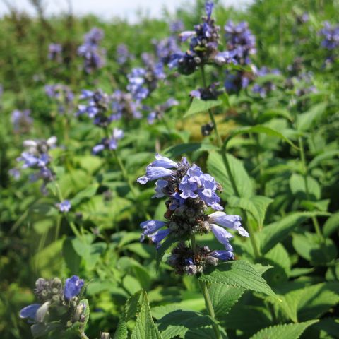Nepeta Subsessilis Purple Prelude Perennial Hero