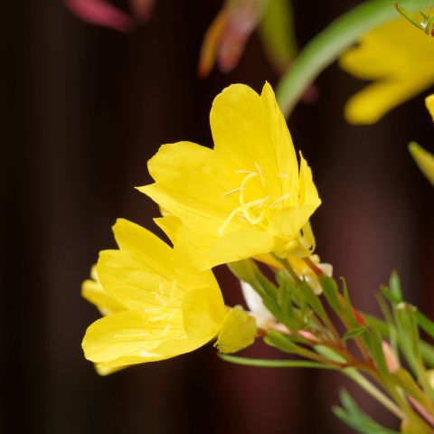 Oenothera African Sun Perennial Hero