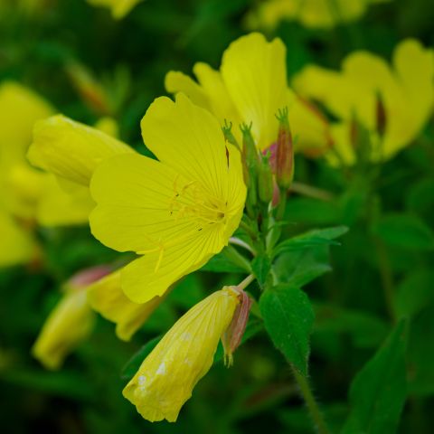 Oenothera Pilosella Yella Fella Perennial Hero
