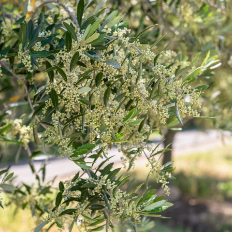 Olea 'europaea Standard 95cm' - 3L Pot