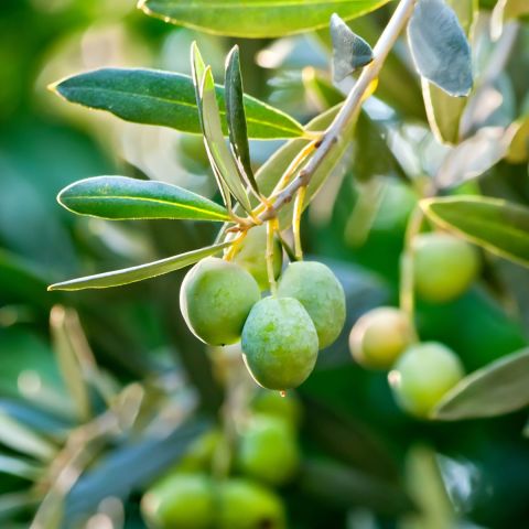 Olive (Olea europaea) Bush form -