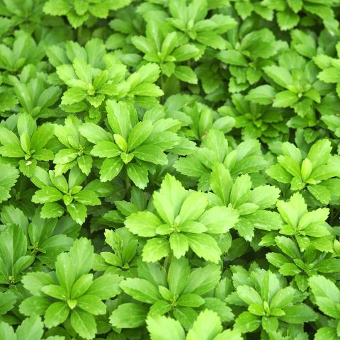 Pachysandra Terminalis Green Carpet Shrub Hero