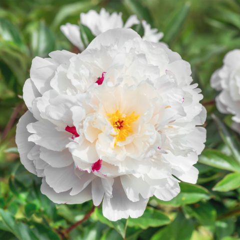 Paeonia Festiva Maxima Perennial Hero