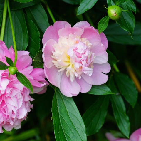 Paeonia Sorbet Flowering Perennial Foliage