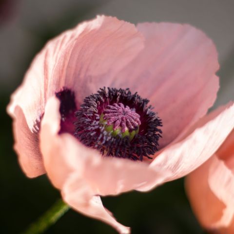 Poppy Princess Victoria Louise - 3L Pot