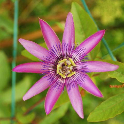 Passiflora Amethyst Lavender Lady