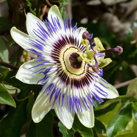 Passiflora caerulea