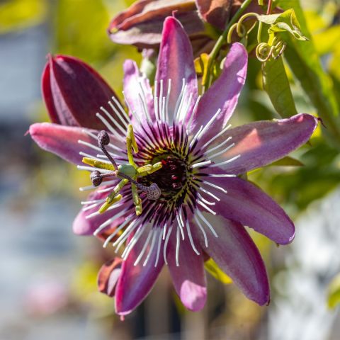 Passiflora Victoria