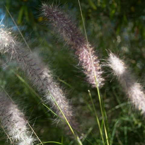 Pennisetum alop. 'Hameln' - 5L Pot hero