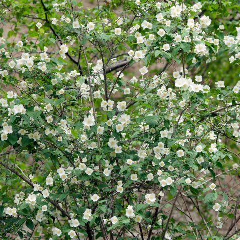 Philadelphus Fragrant Falls Shrub Hero