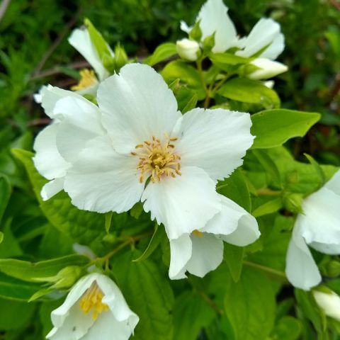 Philadelphus Lemoinei Shrub Close