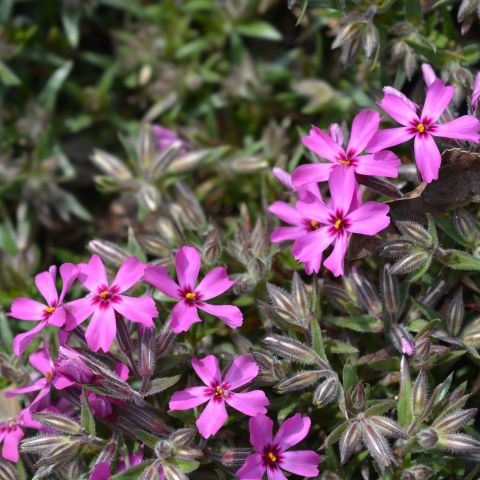Phlox Atropurpurea Perennial Hero