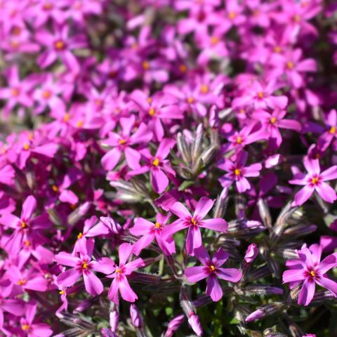 Phlox 'MacDaniels Cushion' hero