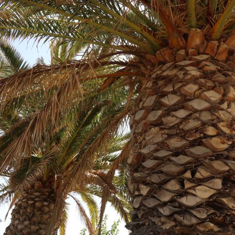 Phoenix 'canariensis' - 21cm Pot
