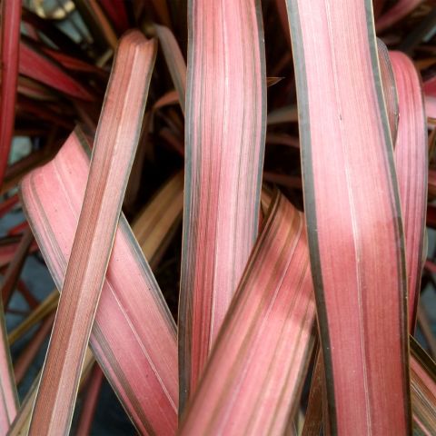 Phormium Evening Glow Perennial Hero