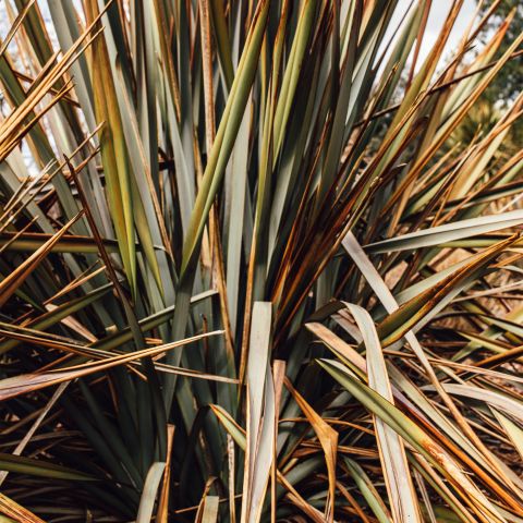 Phormium Rainbow Queen Perennial Hero