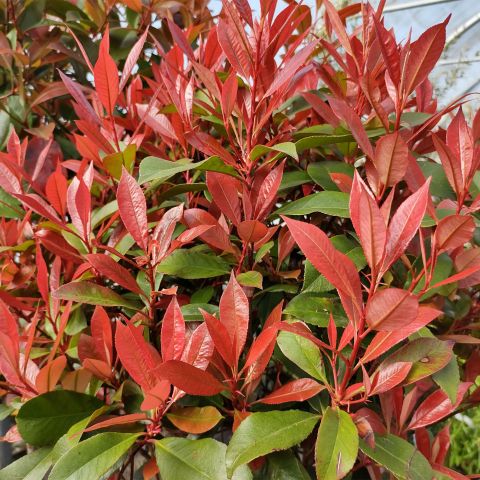 Photinia Carre Rouge Photinia Hero