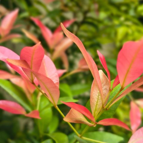 Photinia Fraseri Chico Shrub Close