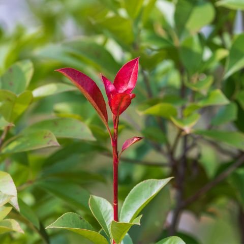 Photinia Fraseri Corallina Shrub Close