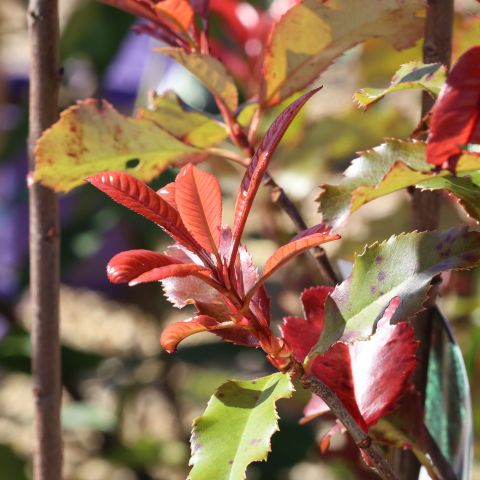 Photinia Fraseri Magical Volcano Shrub Hero