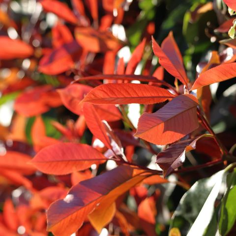 Photinia Fraseri Red Light Shrub Hero