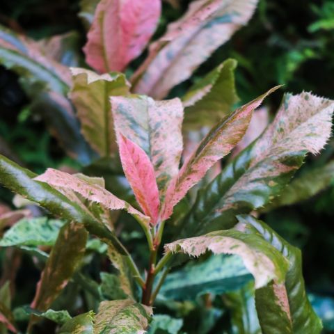 Photinia Pink Crispy Shrub Hero