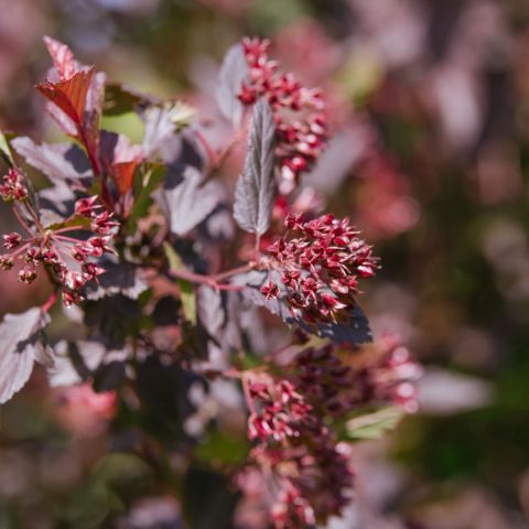 Physocarpus opulifolius 'Diable d'Or' - 3L Pot