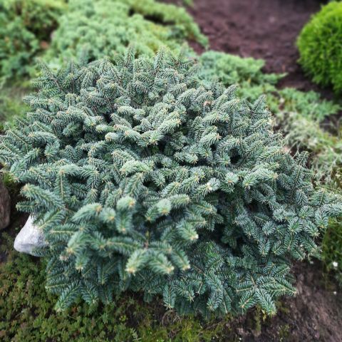 Picea Glauca Echiniformis Alpine Hero