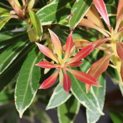 Pieris Flaming Silver Shrub Hero