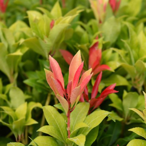Pieris Japonica Mountain Fire Shrub Hero