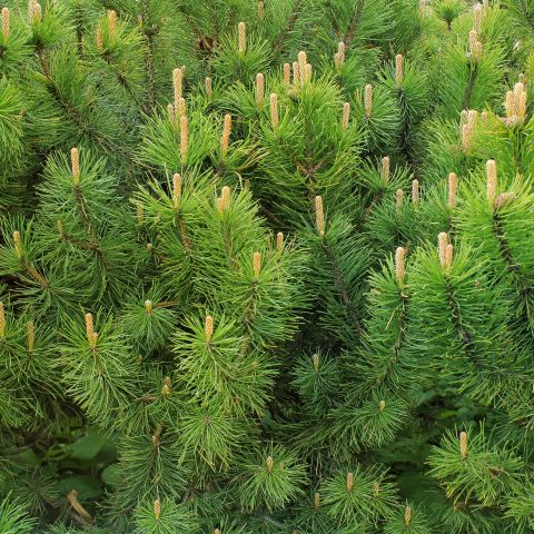 Pinus Mugo Pumilio Topiary Hero