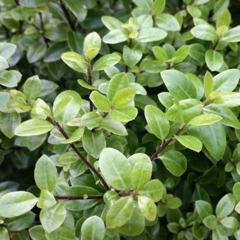 Pittosporum Cratus Shrub Hero